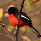 Gonolek rouge et noir