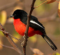 Crimson-breasted Shrike