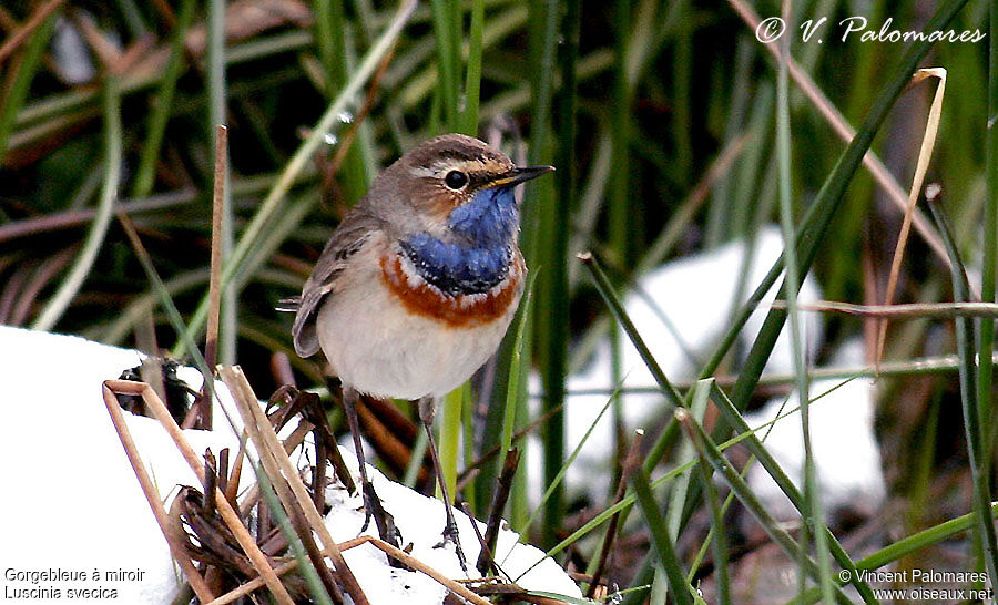 Gorgebleue à miroir