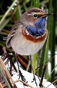 Bluethroat