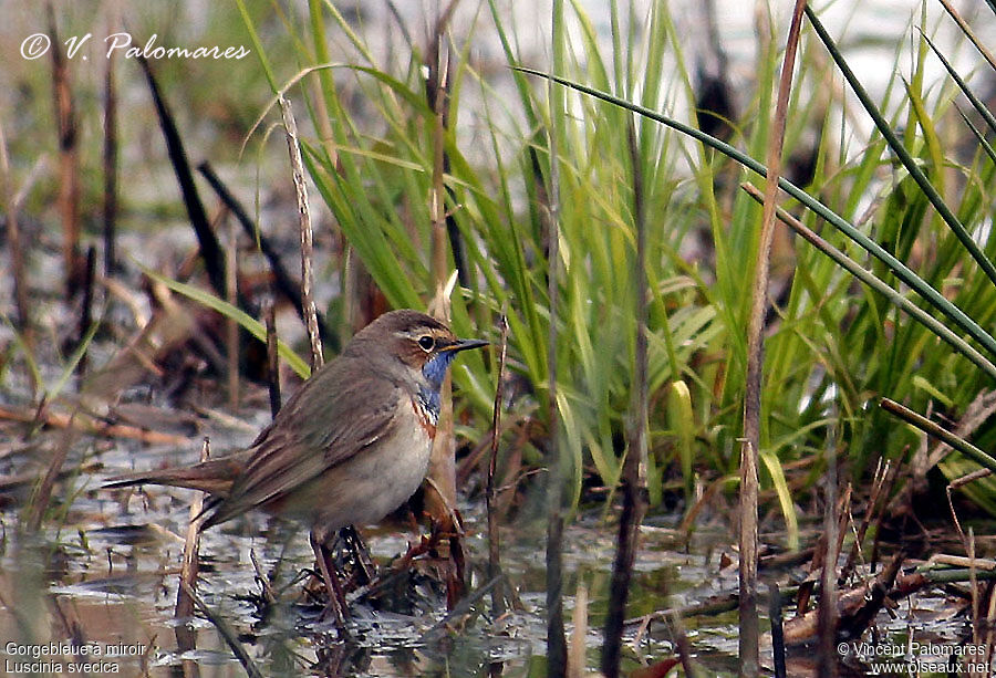 Bluethroat