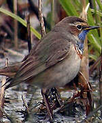 Bluethroat