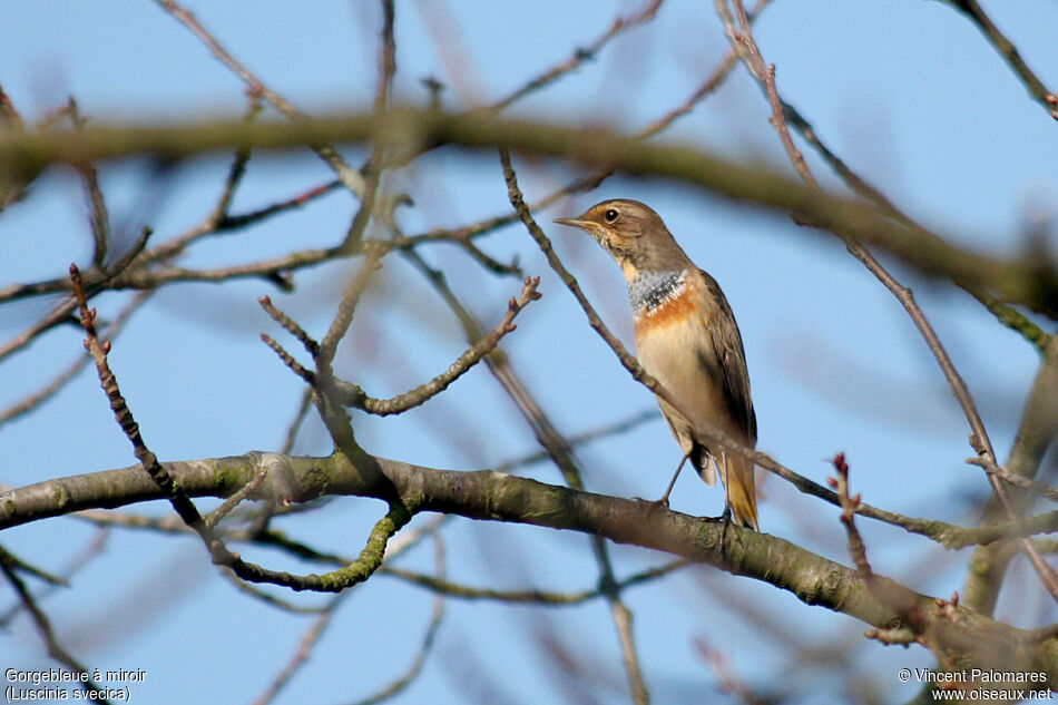 Bluethroat