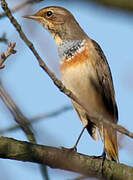 Bluethroat