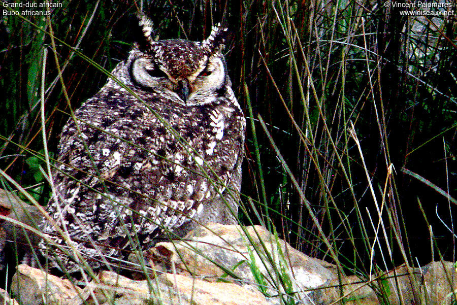 Spotted Eagle-Owl