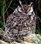 Spotted Eagle-Owl