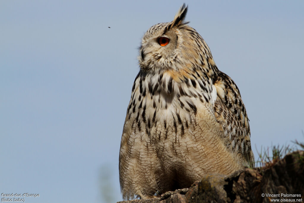 Eurasian Eagle-Owl