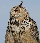 Eurasian Eagle-Owl