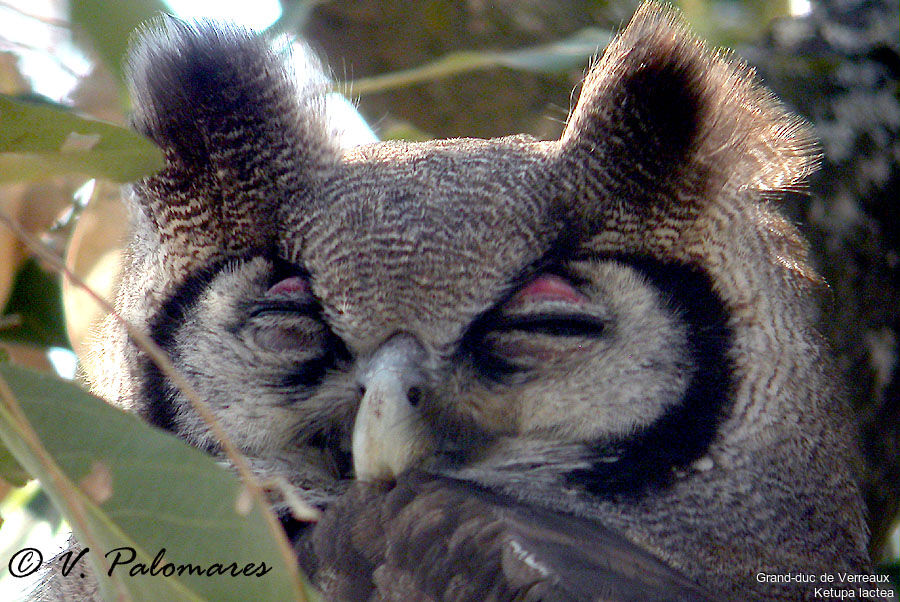 Verreaux's Eagle-Owl