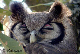 Verreaux's Eagle-Owl