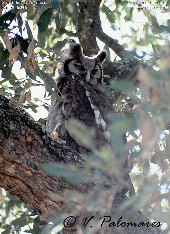 Verreaux's Eagle-Owl