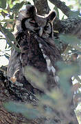 Verreaux's Eagle-Owl