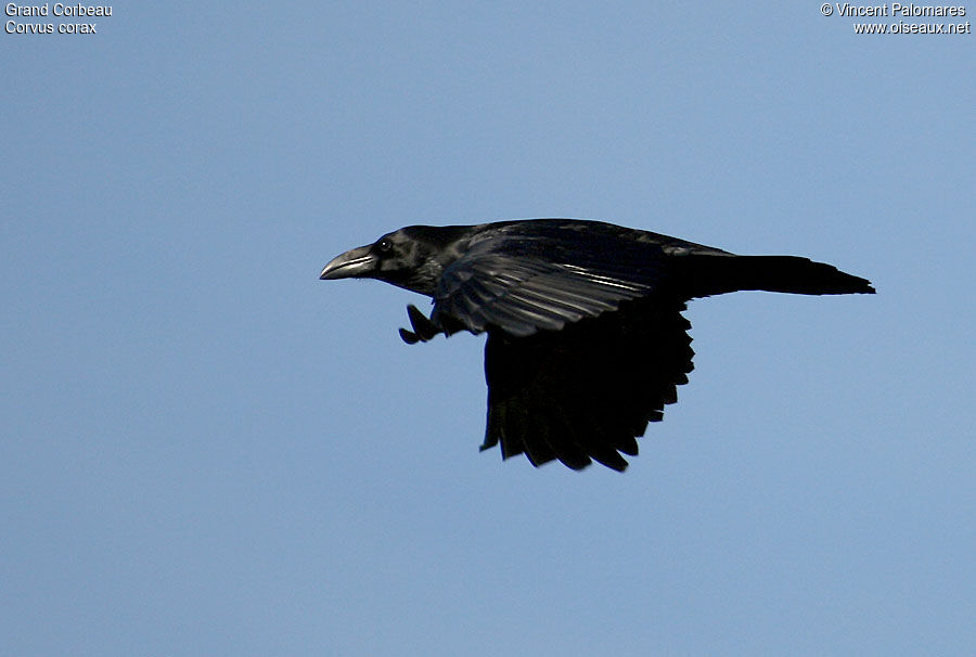 Northern Raven