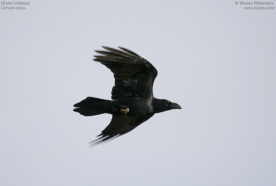 Northern Raven