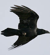 Northern Raven