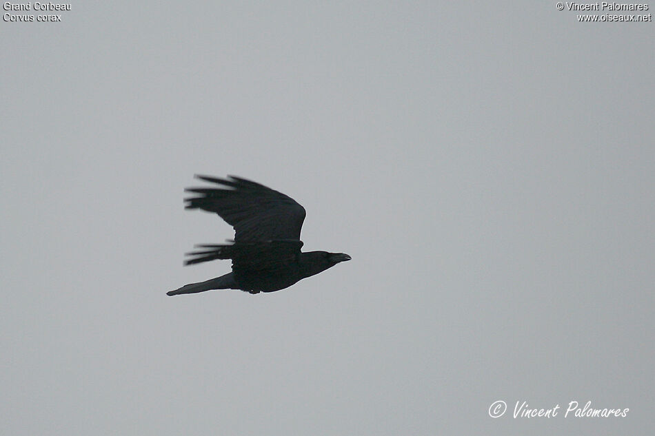 Northern Raven