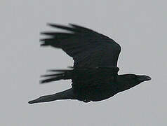 Northern Raven