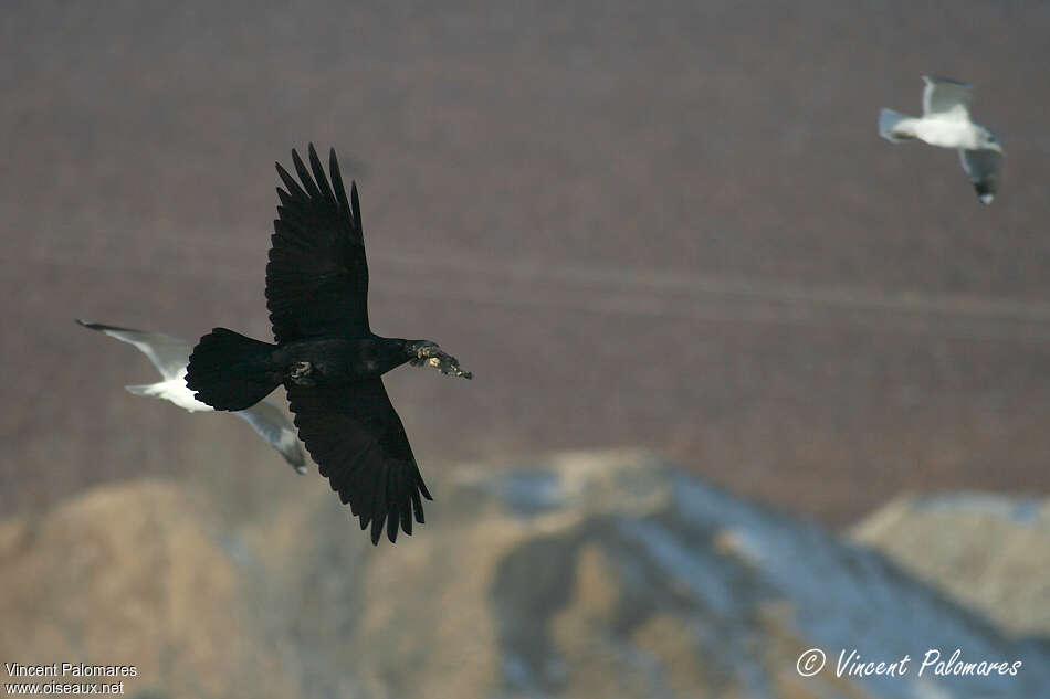 Northern Raven, fishing/hunting