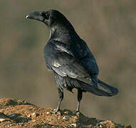 Northern Raven