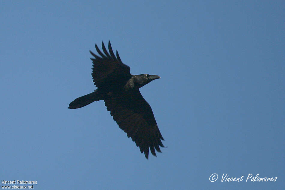 Northern Raven