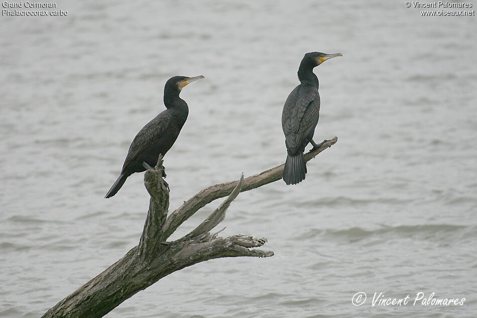 Great Cormorant