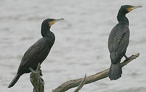 Great Cormorant