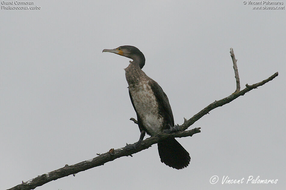 Grand Cormoranimmature