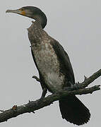 Grand Cormoran