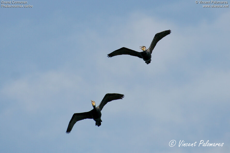 Grand Cormoranadulte