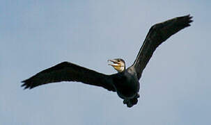 Great Cormorant