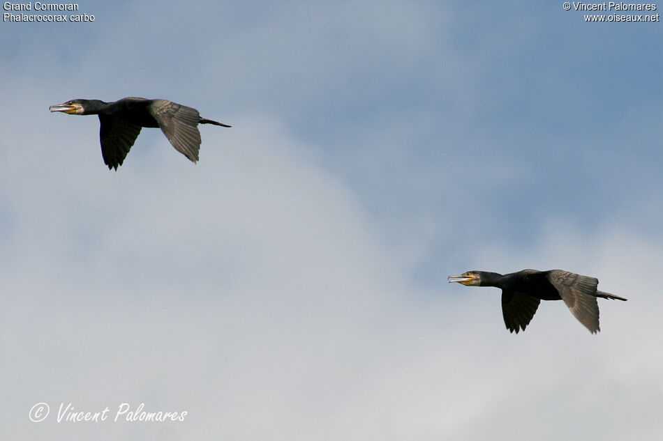 Grand Cormoranadulte