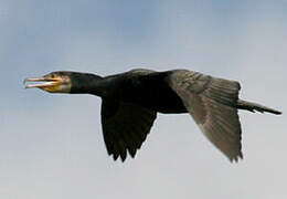 Great Cormorant