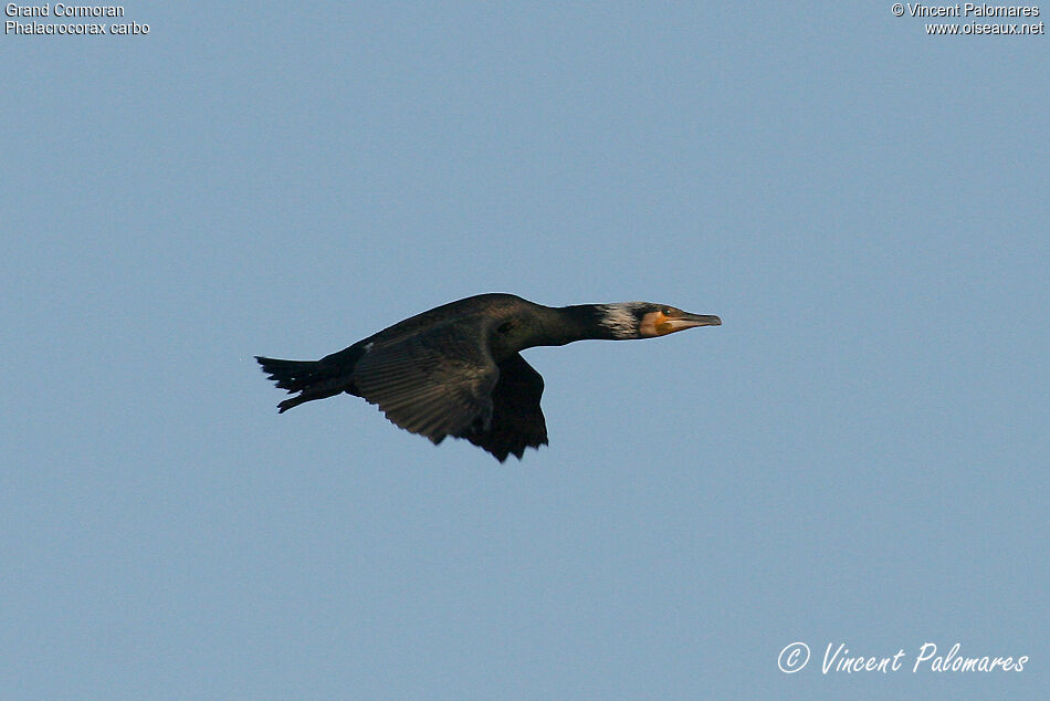 Great Cormorant