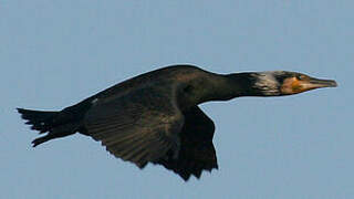 Great Cormorant