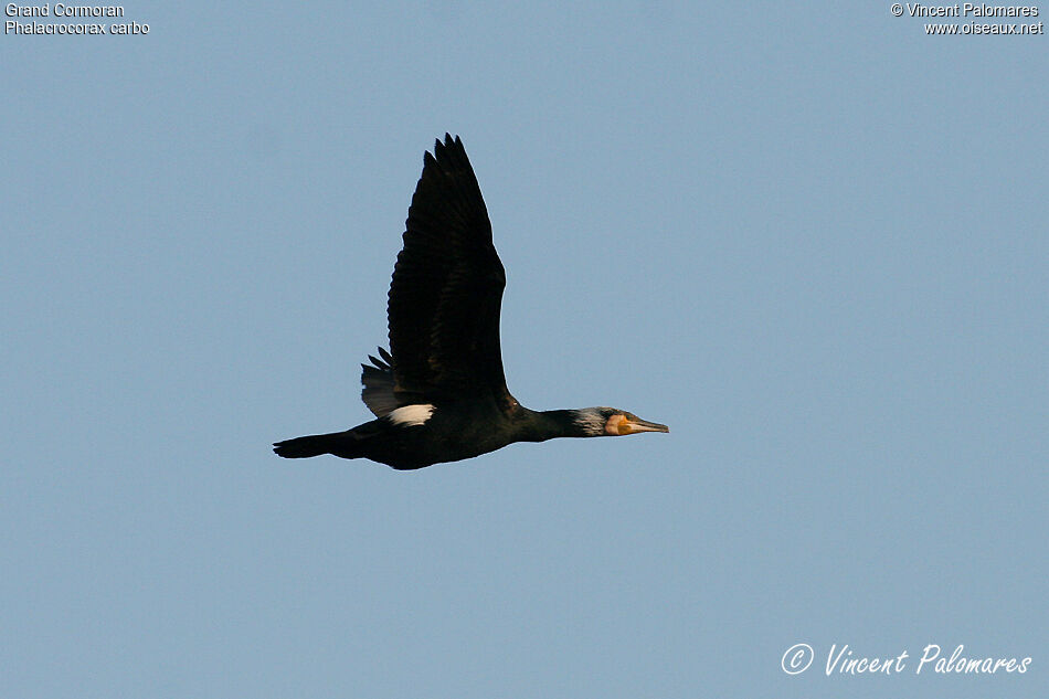 Great Cormorant