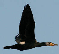 Great Cormorant