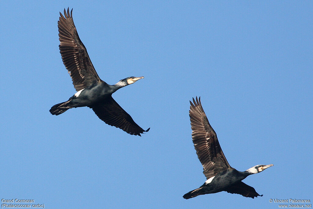 Great Cormorantadult breeding