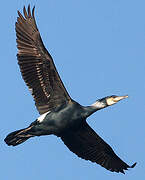 Great Cormorant