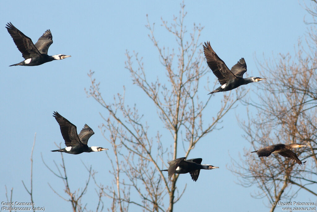 Great Cormorant