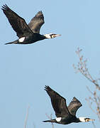 Great Cormorant