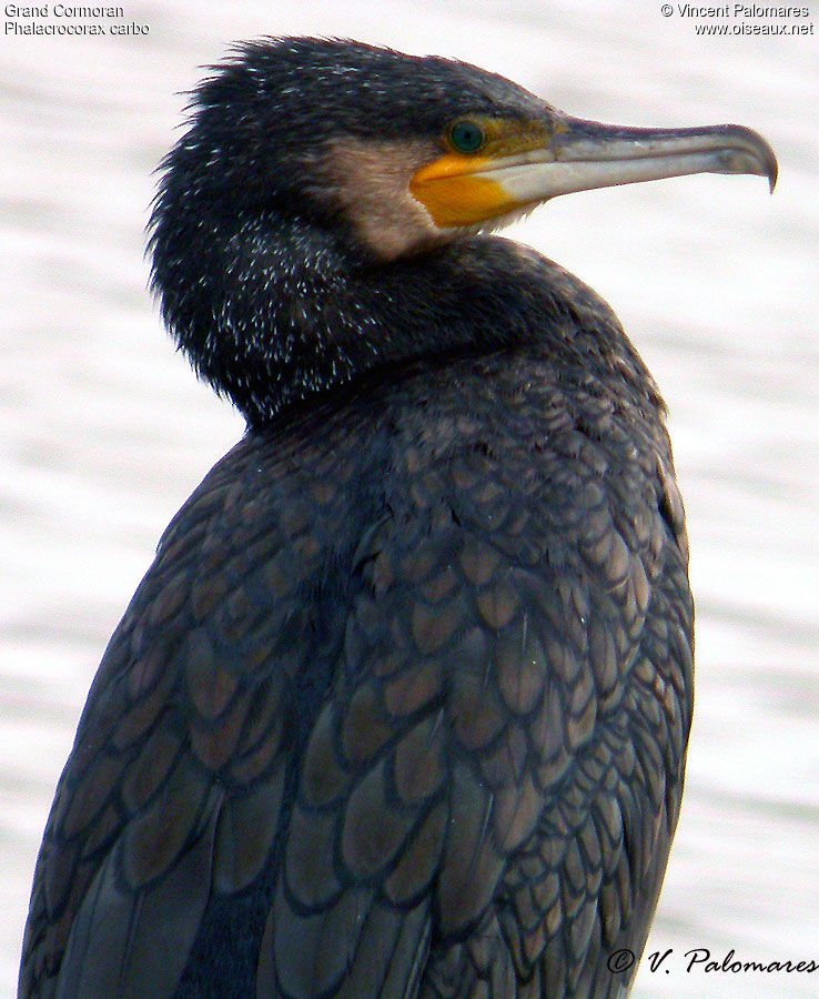 Great Cormorant