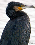 Great Cormorant