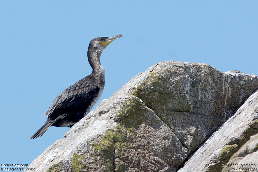 Great Cormorantimmature