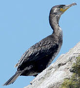 Great Cormorant