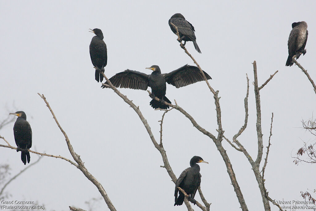 Great Cormorant