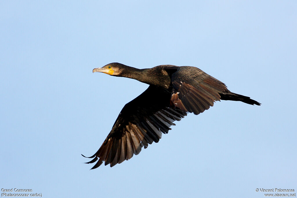 Great Cormorant