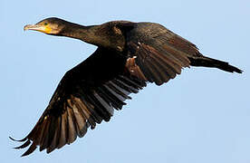 Great Cormorant