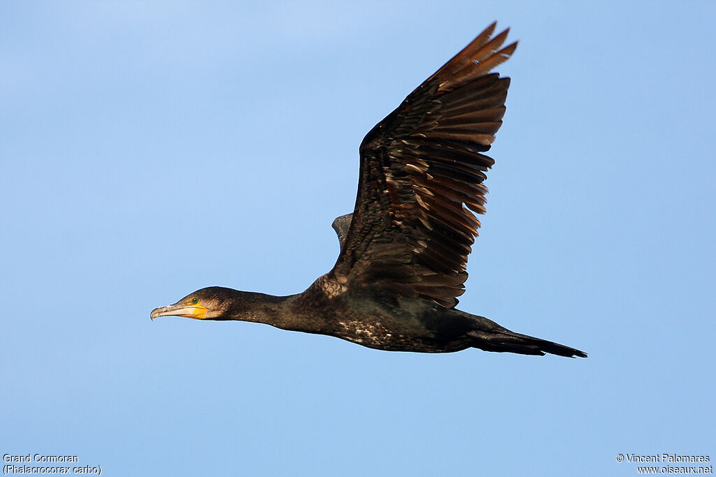 Great Cormorant