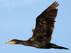 Great Cormorant