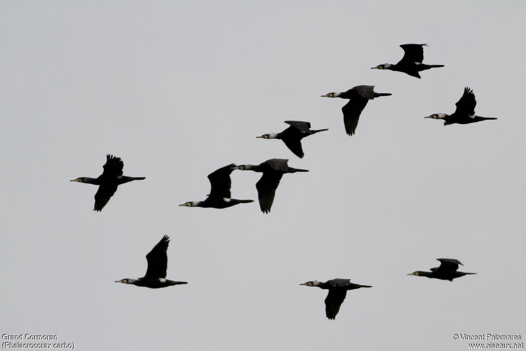 Great Cormorant